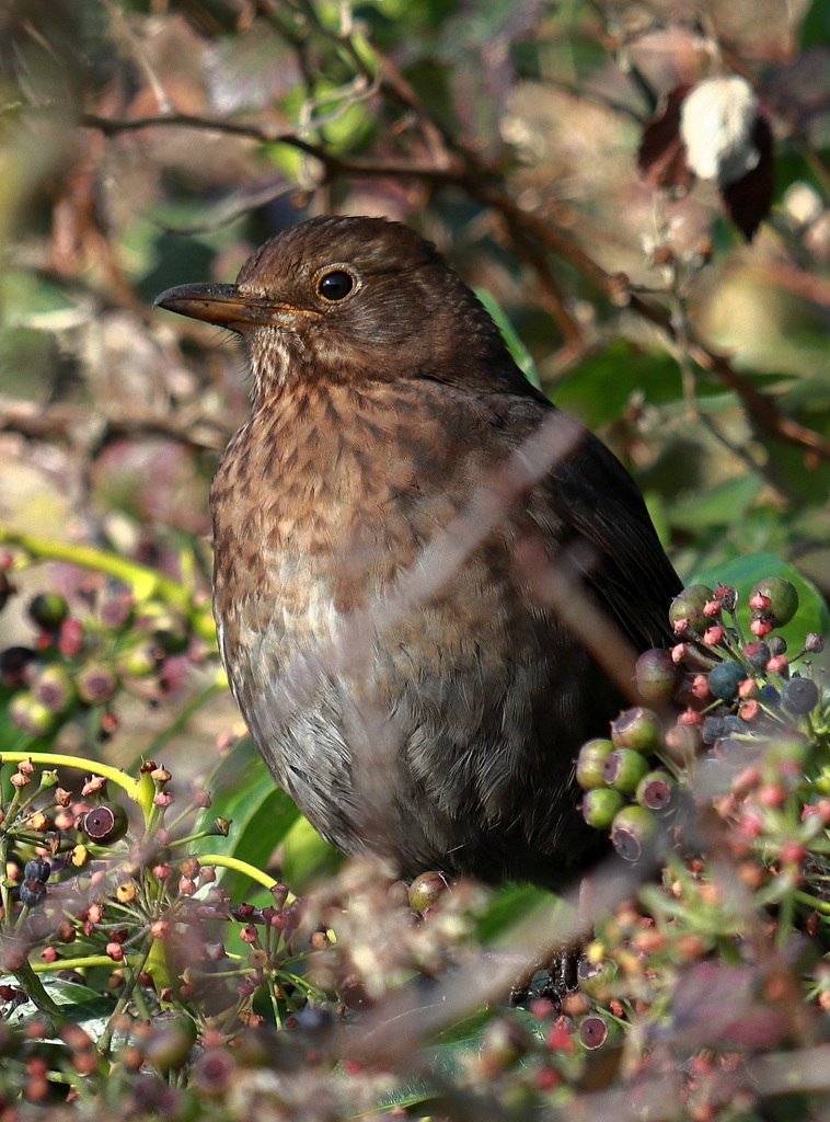 EOS 90D Peter Harriman 10 14 03 75454 blackbird dpp