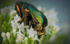 Der Goldglänzende Rosenkäfer (Cetonia aurata) schimmert sehr schön raus :)) The golden rose chafer (Cetonia aurata) shimmers beautifully :)) Le cétoine doré (Cetonia aurata) scintille magnifiquement :))