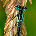 Damselfly