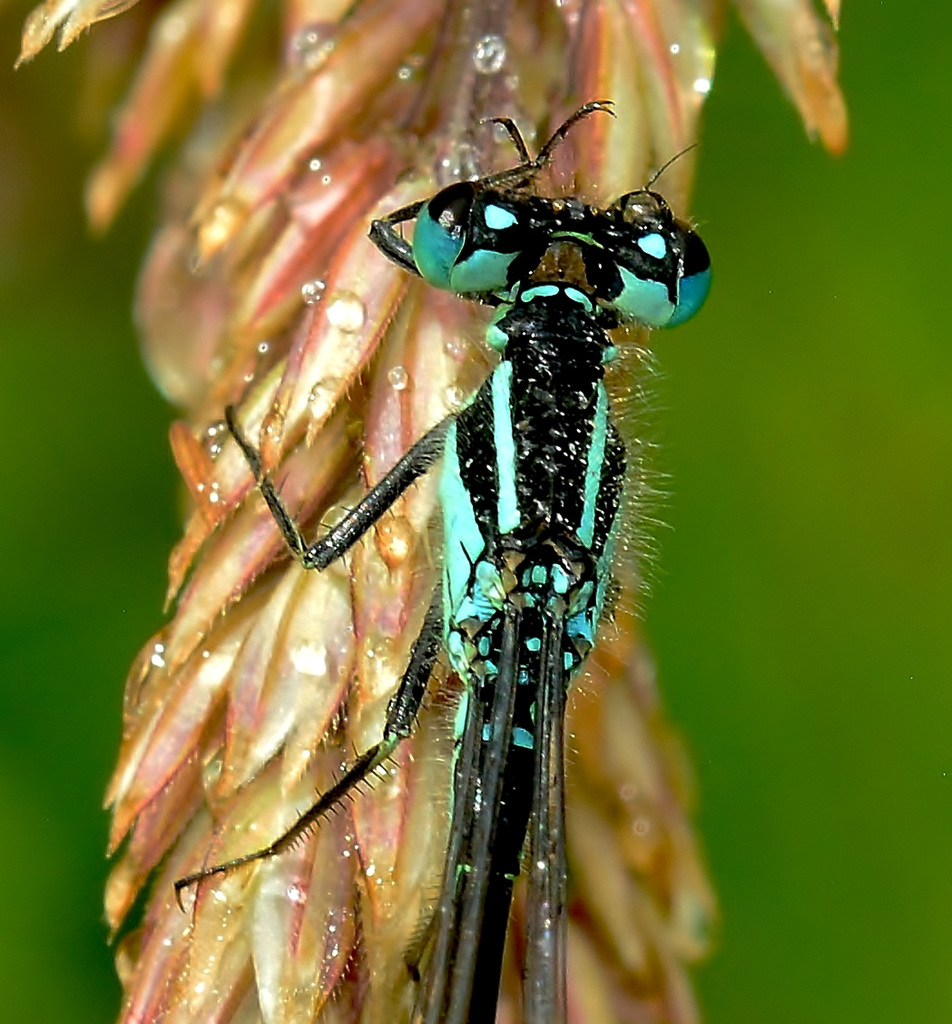 Damselfly