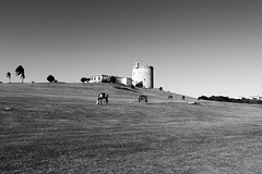 Horses and tower