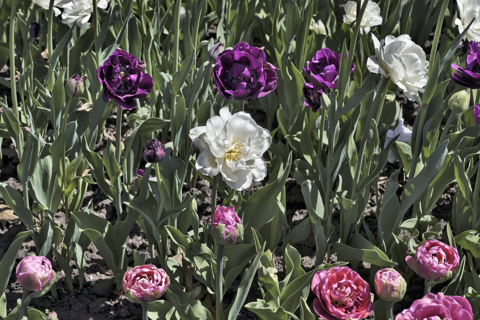 White Bullseye – Canadian Tulip Festival, Dow’s Lake, Ottawa, Ontario, Canada