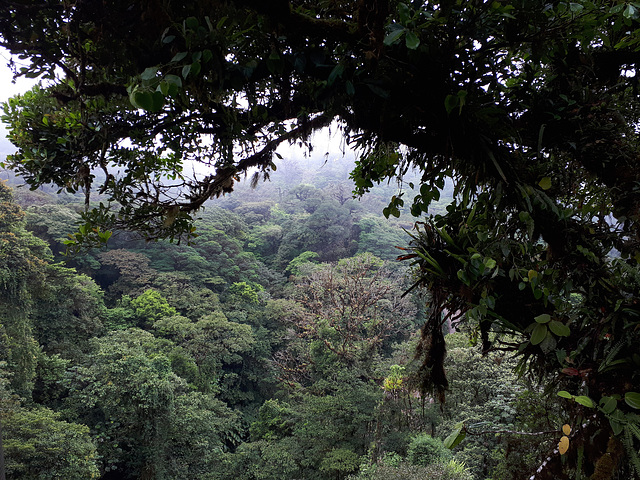 Cloud forest from above