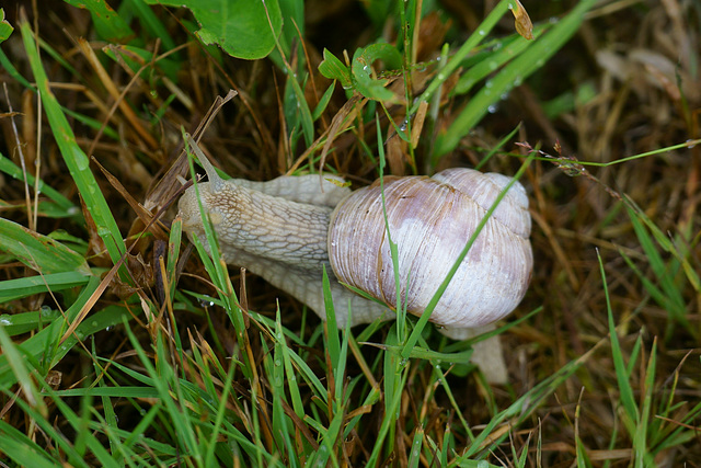 Weinbergschnecke im nassen Gras