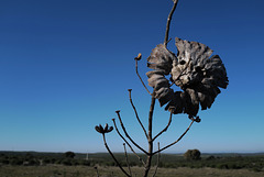 Pareidolia, Penedos