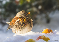 Fieldfare