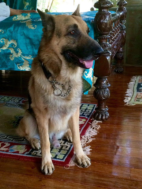 Rocky guarding his mistress