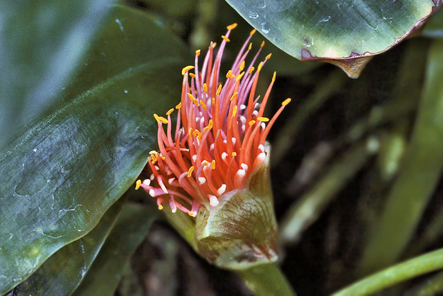 Like Bombs Bursting in Air – Conservatory of Flowers, Golden Gate Park, San Francisco, California