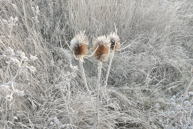 Frozen Sunlight Dec 2016