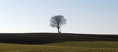 The One Tree Hill of Kemmental