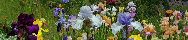 Iris -bandeau groupe iris