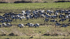 20180407 3681CPw [D~LER] Weißwangengans (Branta leucopsis), Holtgaster See, Holtgasten