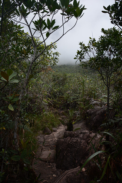 Venezuela, Roraima, Path through the Jungle Approaching to Southern Wall