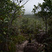 Venezuela, Roraima, Path through the Jungle Approaching to Southern Wall