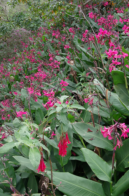 Pretty Canna lilies