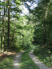 Waldweg