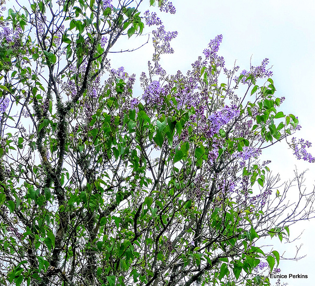 Lilac Flowering.