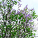 Lilac Flowering.