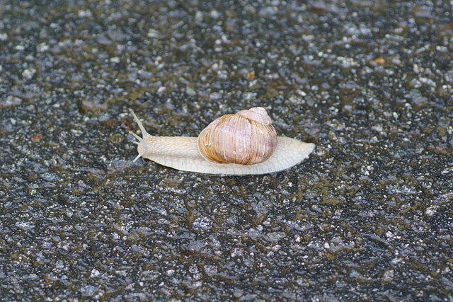 Weinbergschnecke auf nassem Asphalt