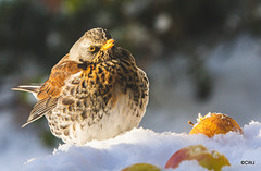 Fieldfare