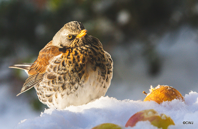 Fieldfare Fieldfare