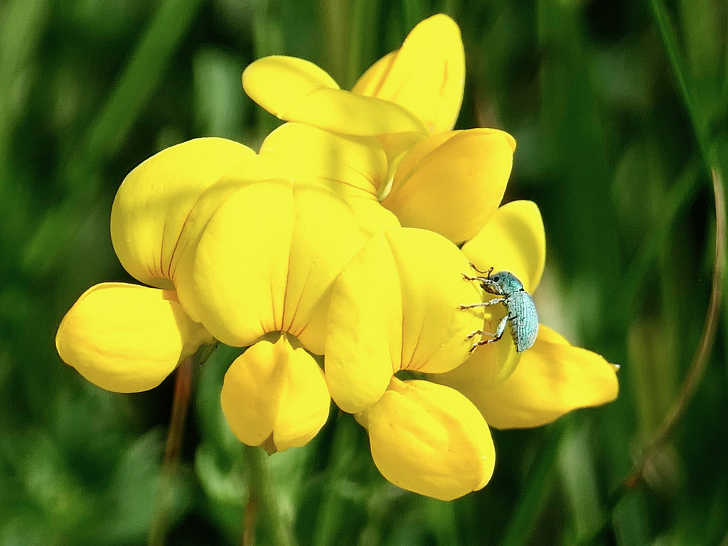 Ein winziger, schöner Käfer (etwa 3mm) auf 'Gewöhnlichem Hornklee'.