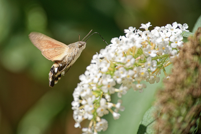 22.08.21 Taubenschwänzchen 6