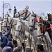 Shimla Horses