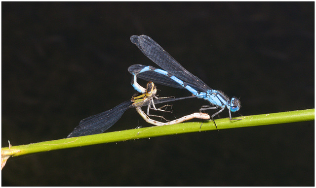 EF7A3983 Damselflies