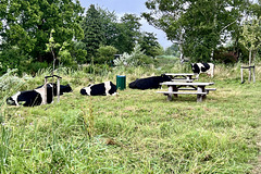 Cows having a picnic