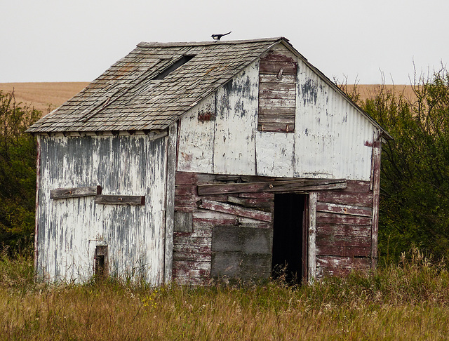 Old barn with Magpie
