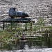 20140911 5149VRAw [NL] Schlittschuh, Skulptur, Terschelling