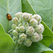 Ladybug larva on Showy Milkweed