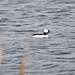 Bufflehead