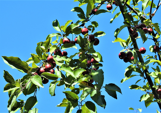 Zierapfel