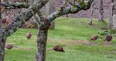 A gaggle of pheasants hoovering up the winter grass seed in the re-seeded lawn patches