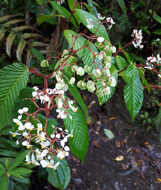 Melastomataceae