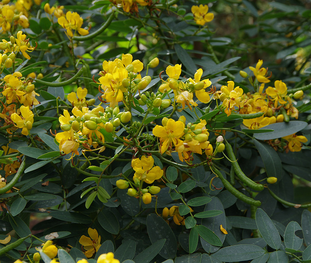 <i>Senna alexandrina</i>