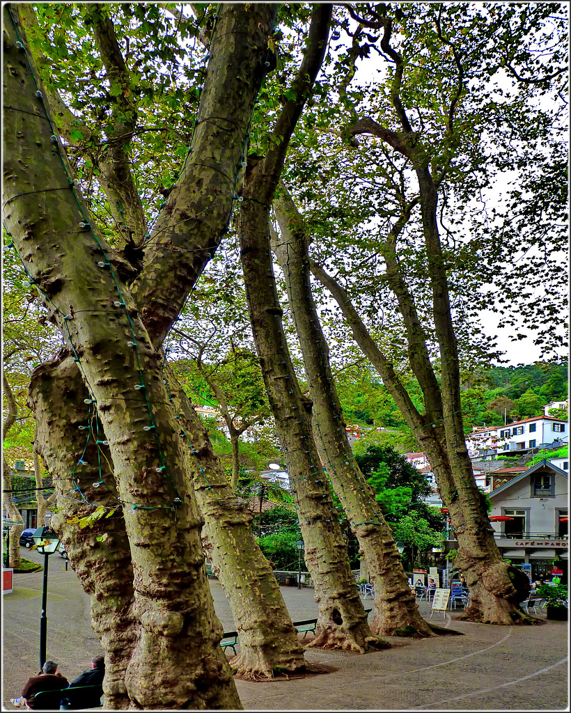 Funchal : Giardino botanico al Monte