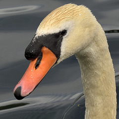 Mute Swan