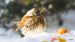 Fieldfare