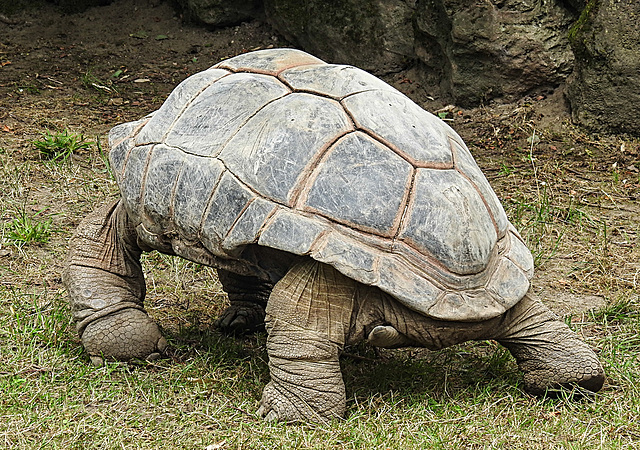 20210709 1552CPw [D~OS] Aldabra-Riesenschildkröte, Zoo Osnabrück