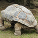 20210709 1552CPw [D~OS] Aldabra-Riesenschildkröte, Zoo Osnabrück