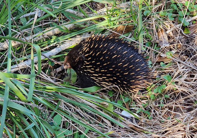 Echidna