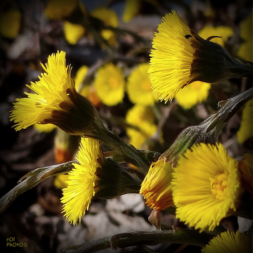 le Printemps arrive à grands pas