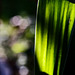 Morgenlicht