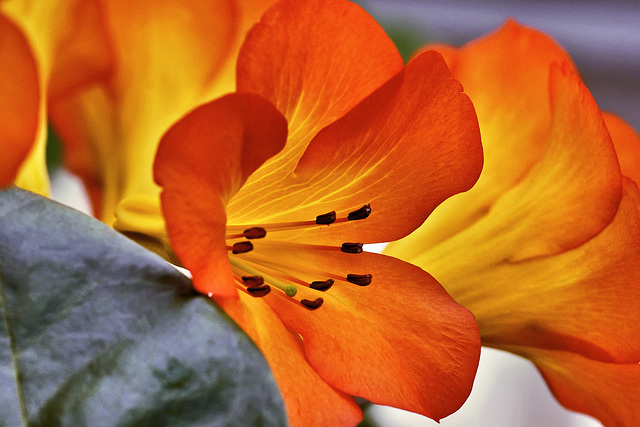 Orange Trumpets – Conservatory of Flowers, Golden Gate Park, San Francisco, California