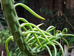 Rama de cactus
