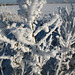 Jack Frost ! 21st December 2010