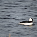 Bufflehead